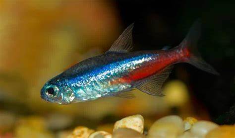 Neon Tetra
